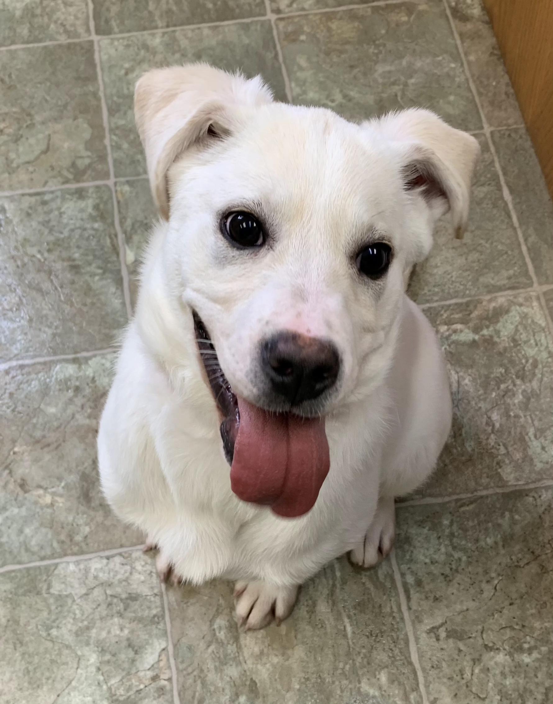 DAPHNE, adopted, Young Female Mixed Breed.
