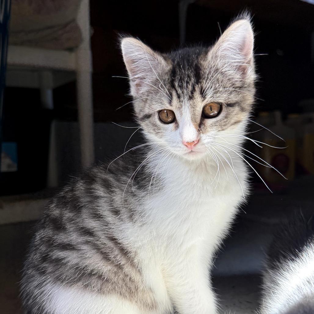 Enlarge Opal, a Adoptable Domestic Short Hair in Muncie, IN image 1/1