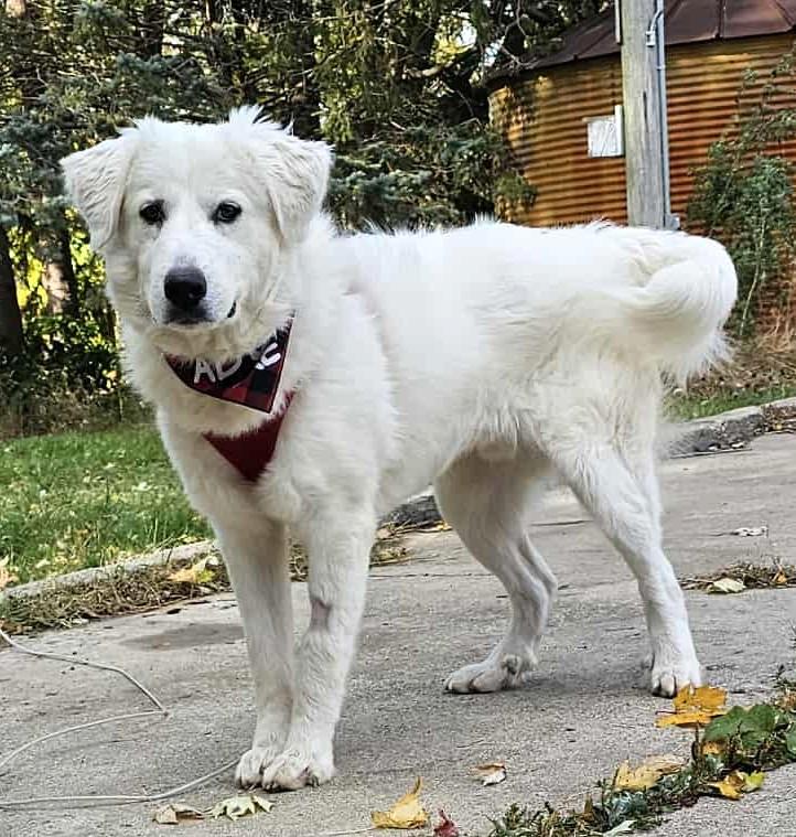 ARLO, adopted, Young Male Great Pyrenees & Retriever.