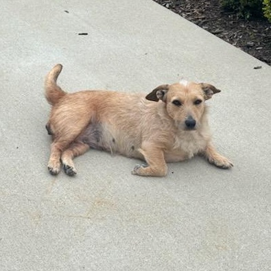 Bunny, adoptable, Young Female Wire Fox Terrier.