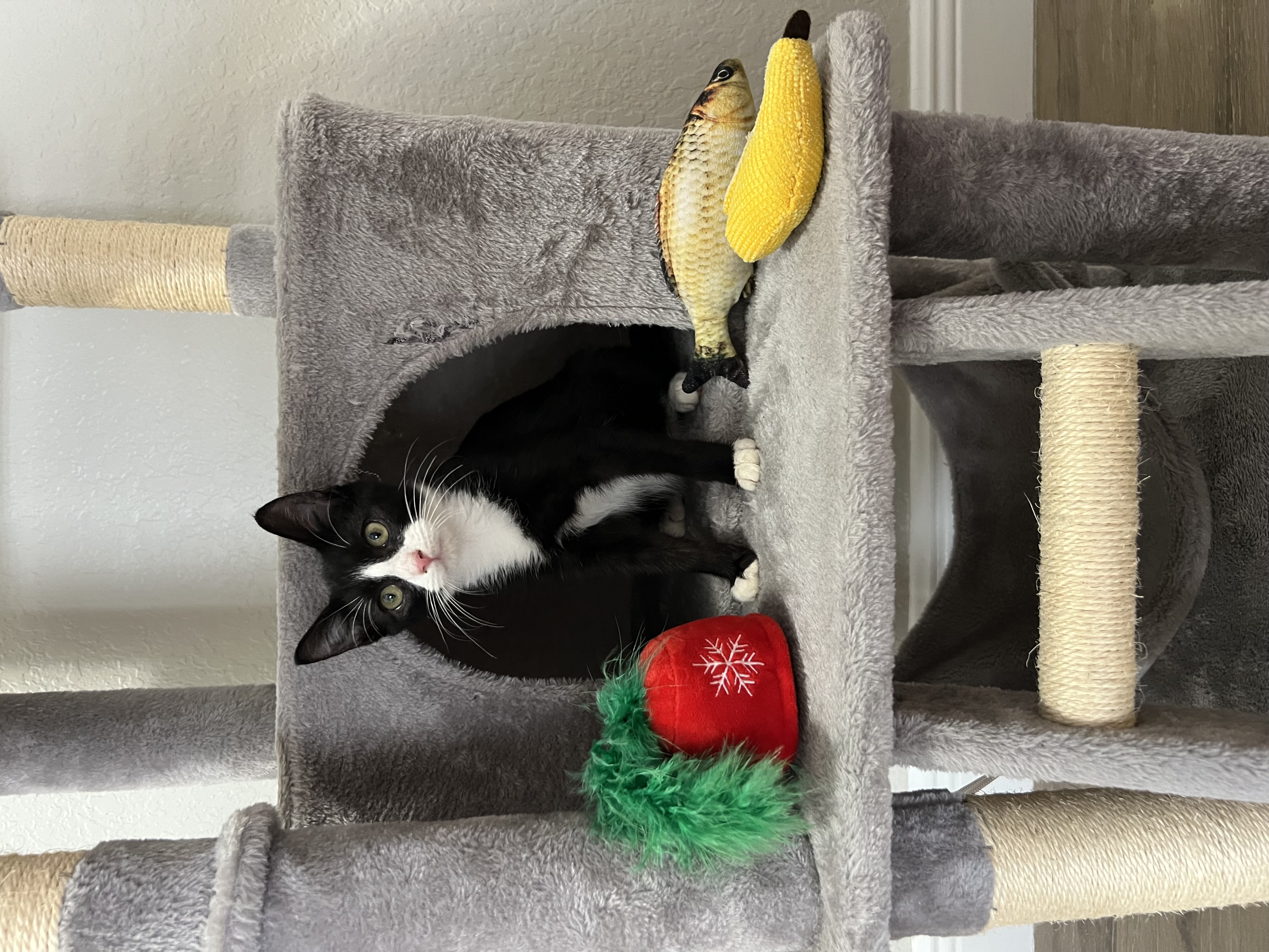 Cat for adoption Maks and Mars BONDED, an American Shorthair in