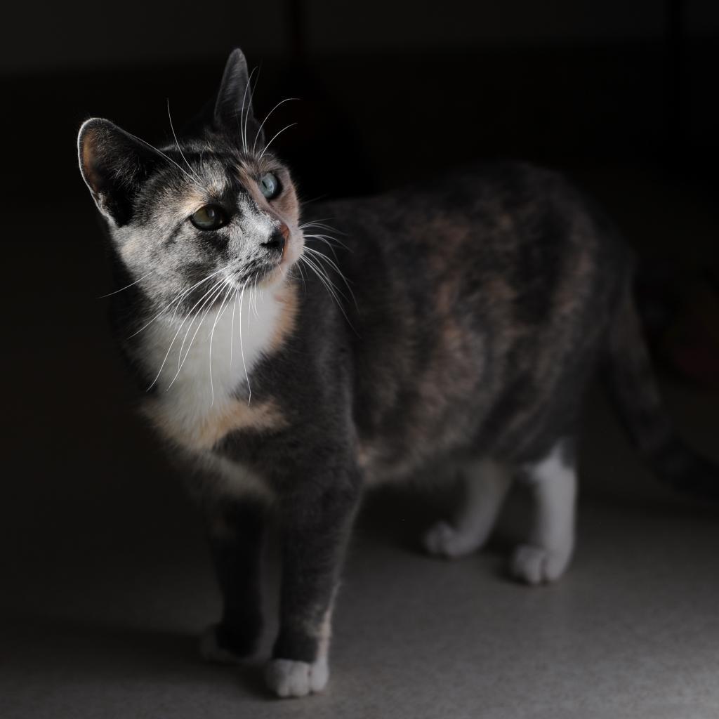 Alafair — thumbnail 3