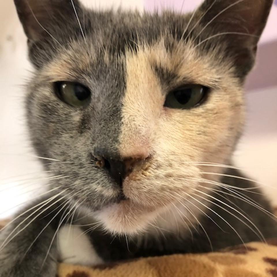 Alafair — thumbnail 5