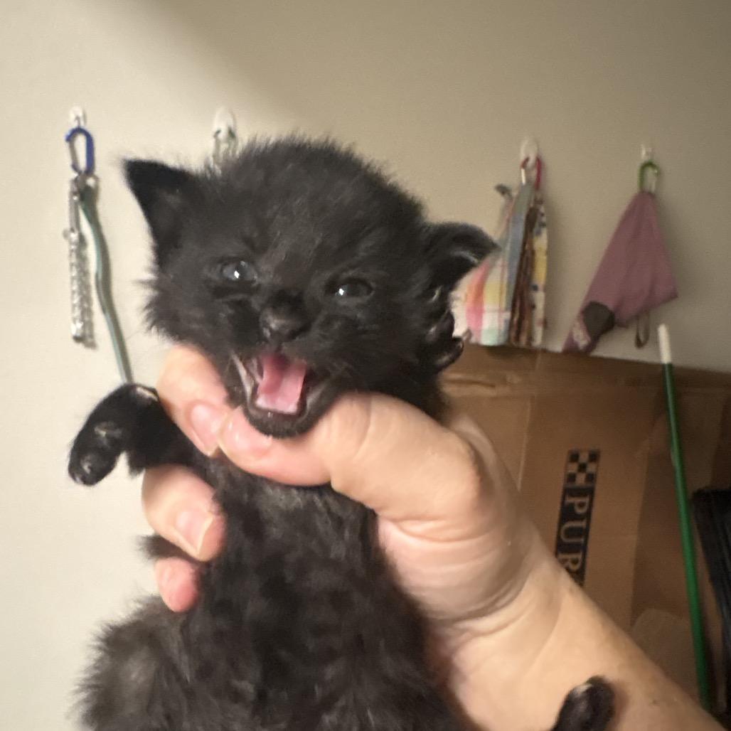 Enlarge Puddin Pie, a Adoptable Domestic Short Hair in Escondido, CA image 1/6
