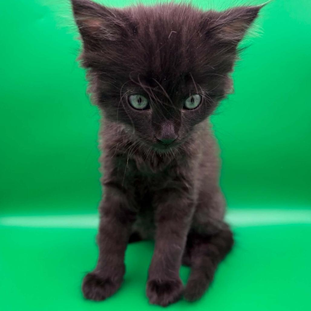 Enlarge Puddin Pie, a Adoptable Domestic Short Hair in Escondido, CA image 2/6