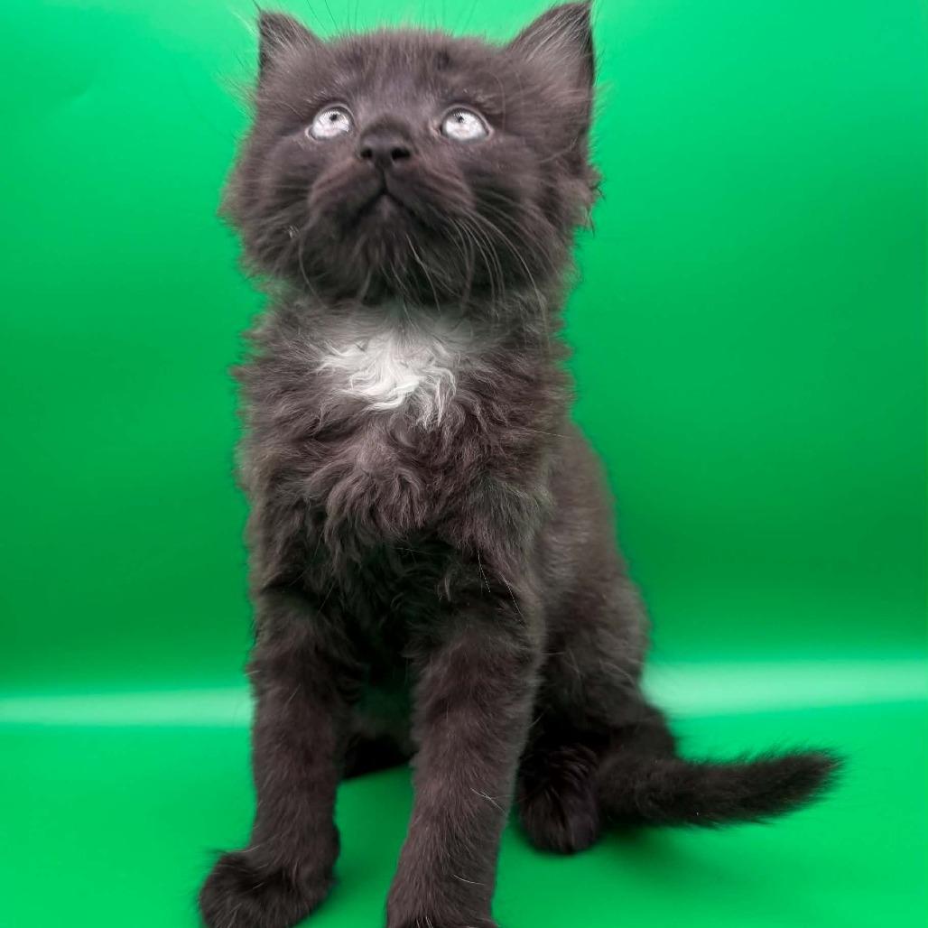 Enlarge Puddin Pie, a Adoptable Domestic Short Hair in Escondido, CA image 5/6