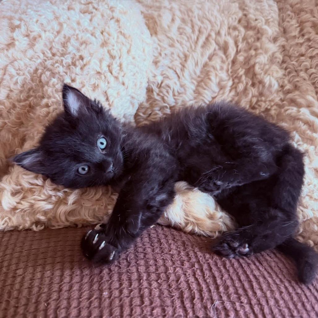 Enlarge Puddin Pie, a Adoptable Domestic Short Hair in Escondido, CA image 6/6