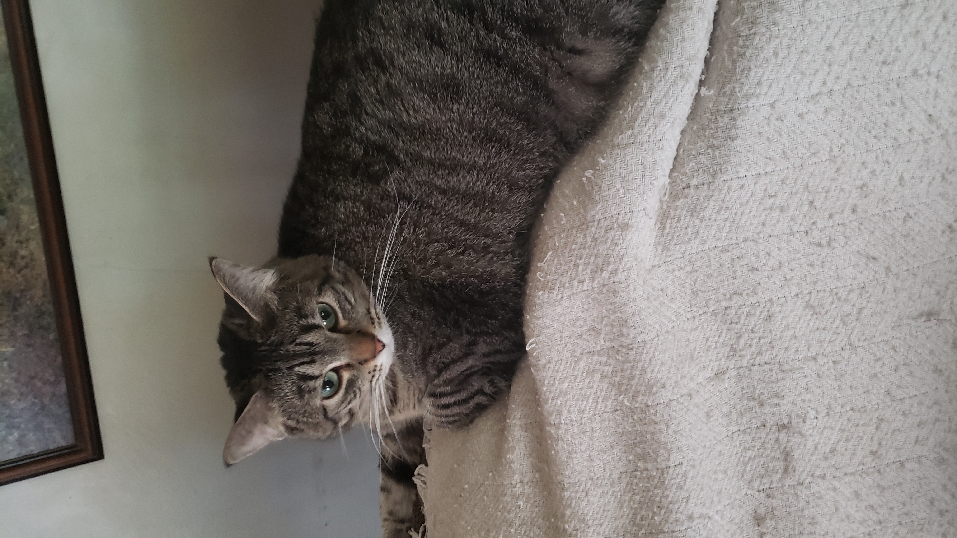 Enlarge Jenna, a Adoptable Domestic Short Hair in Roseville, MN image 1/2