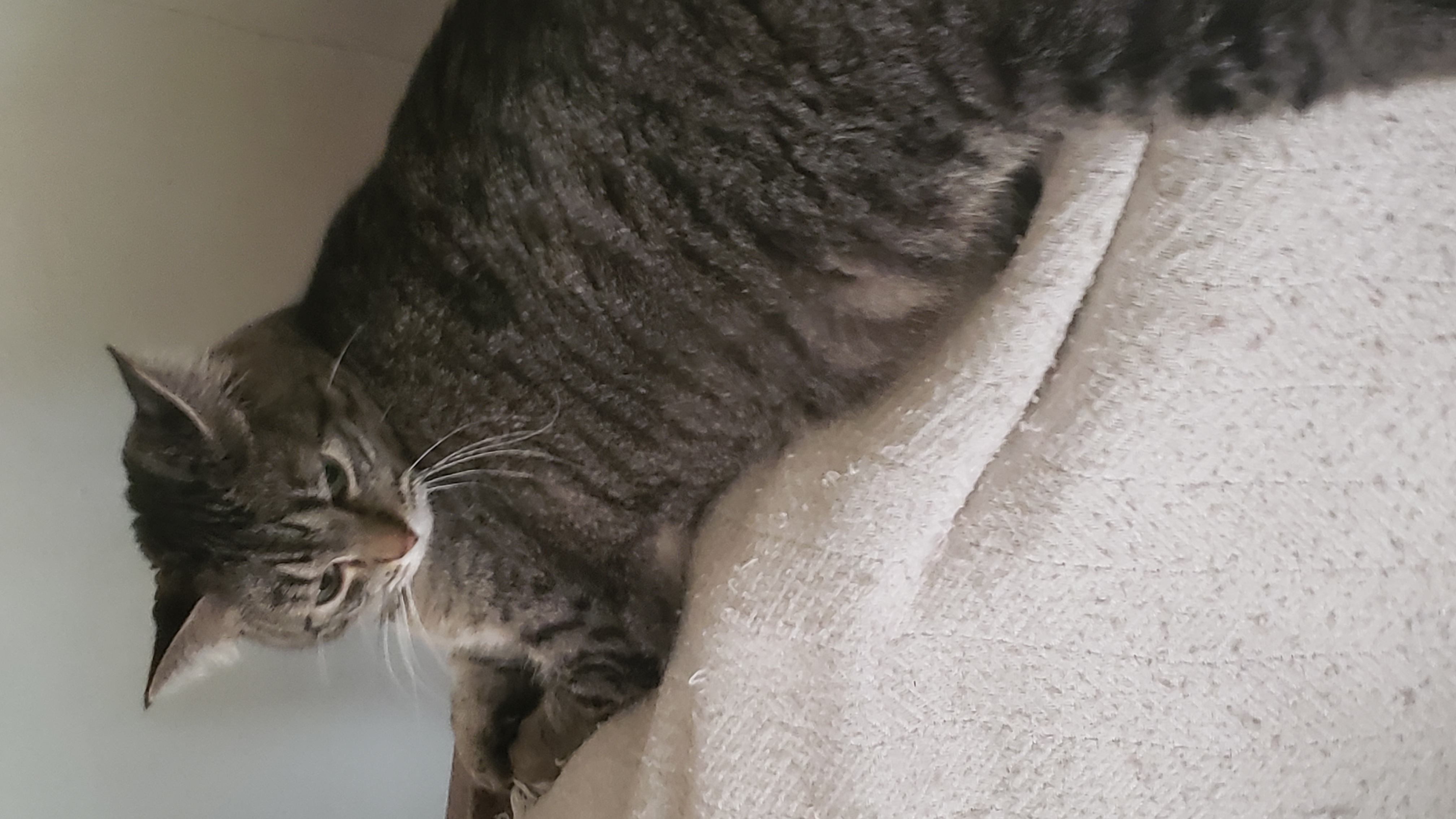 Enlarge Jenna, a Adoptable Domestic Short Hair in Roseville, MN image 2/2