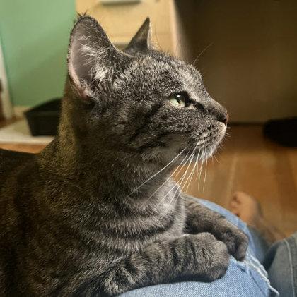Chubbi Litchfield, Adoptable, Adult Female Domestic Short Hair & Domestic Short Hair.