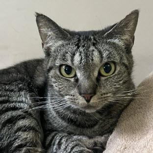 Chubbi Litchfield, a Adoptable mixed breed in Hudson, MA image 2/3