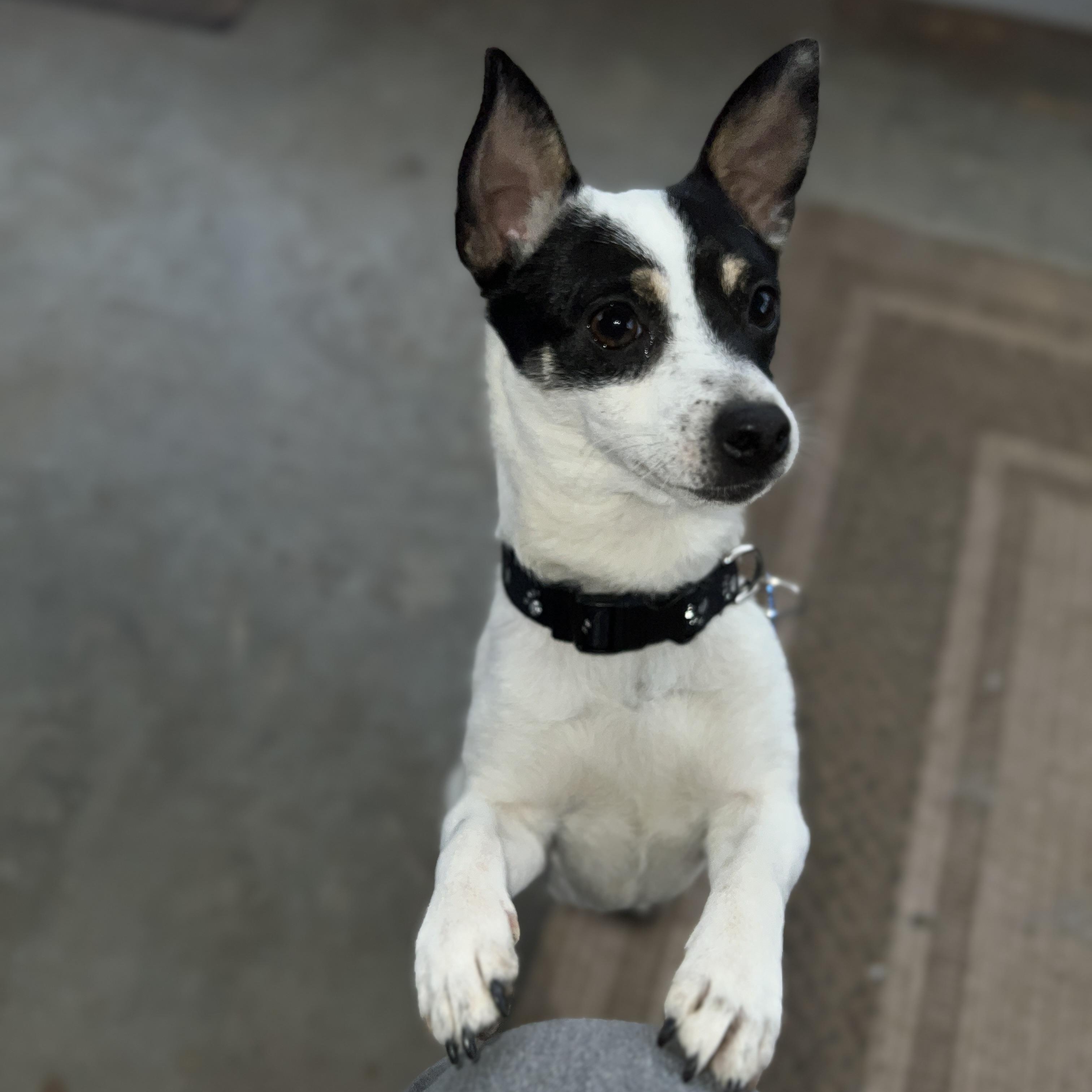 Zorro