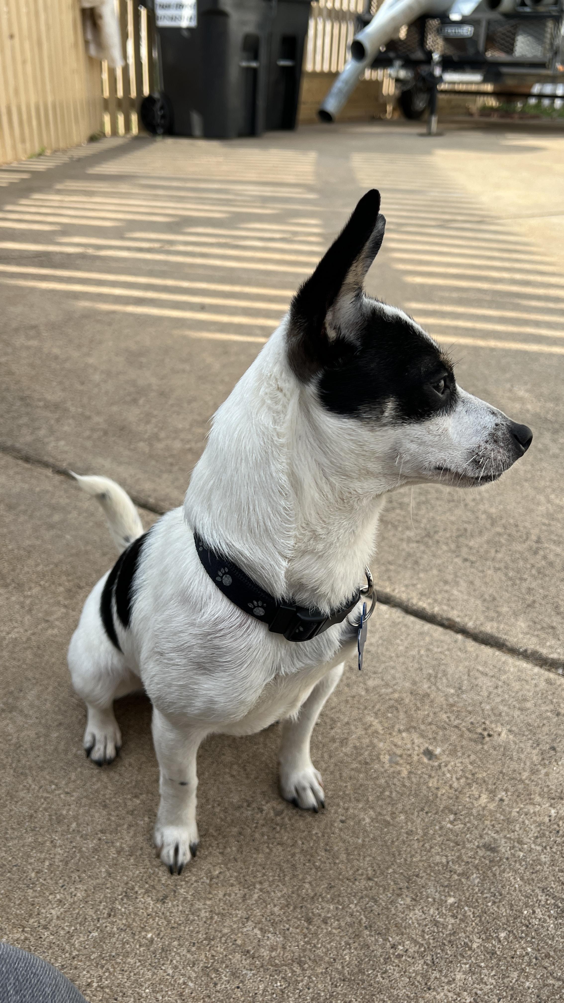 Zorro