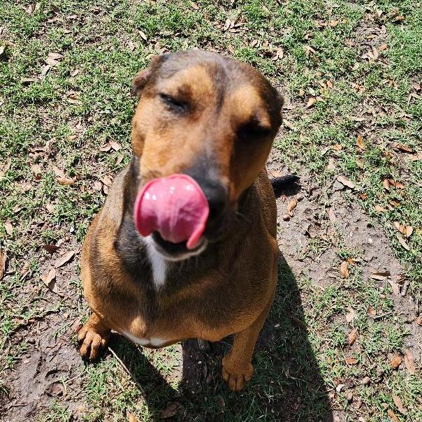 Dakota, Adoptable, Adult Female Shepherd & Mixed Breed.