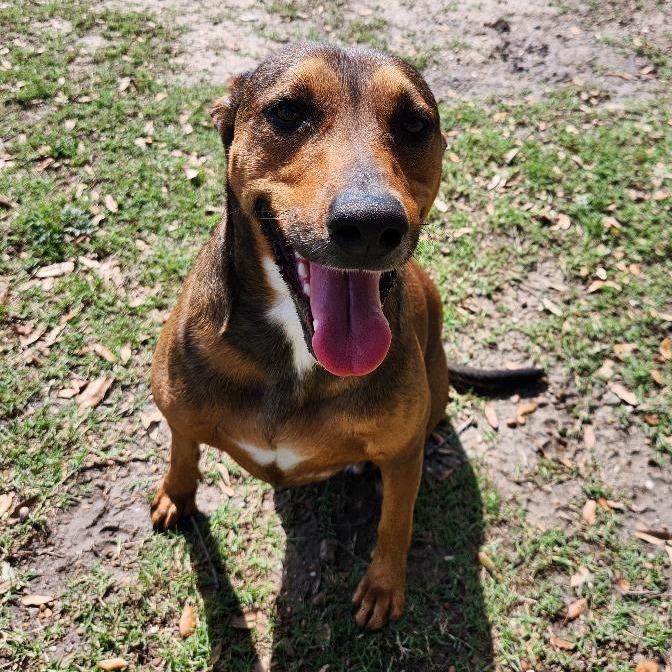 Dakota, a Adoptable mixed breed in Corpus Christi, TX image 2/6