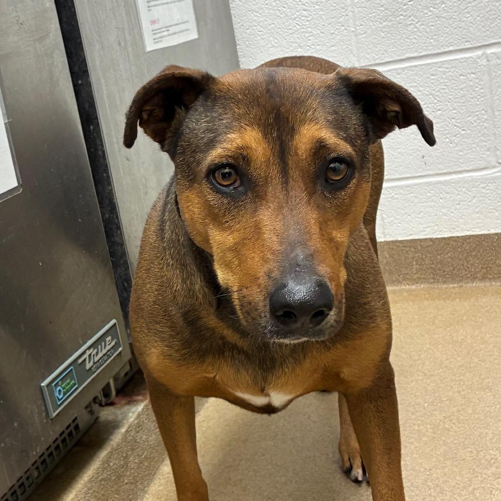 Dakota, a Adoptable mixed breed in Corpus Christi, TX image 3/6
