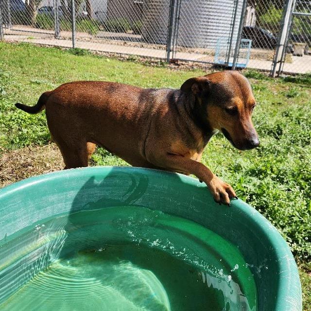 Dakota, a Adoptable mixed breed in Corpus Christi, TX image 4/6