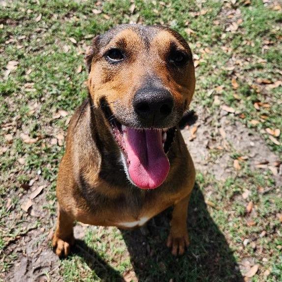 Dakota, a Adoptable mixed breed in Corpus Christi, TX image 5/6