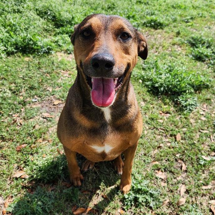 Dakota, a Adoptable mixed breed in Corpus Christi, TX image 6/6