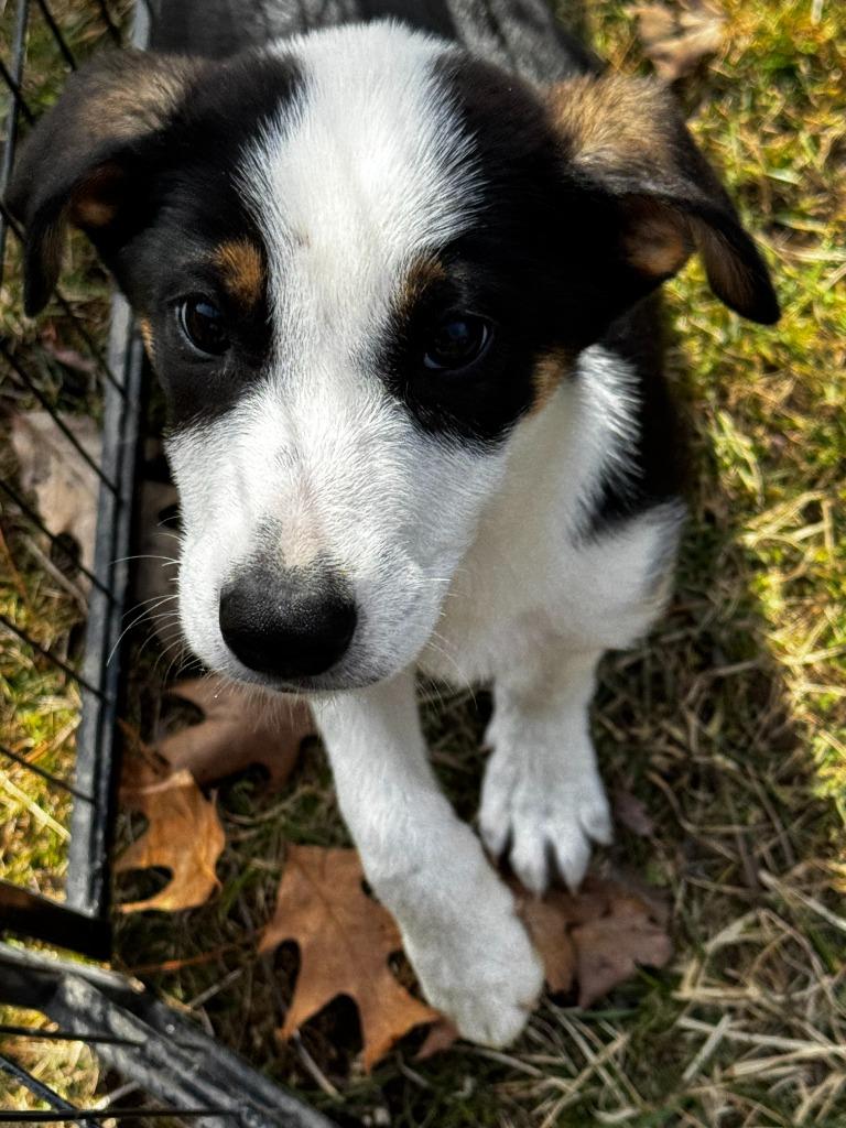 Enlarge Ollie Fuzz, a Adoptable Setter in Gorham, ME image 2/4