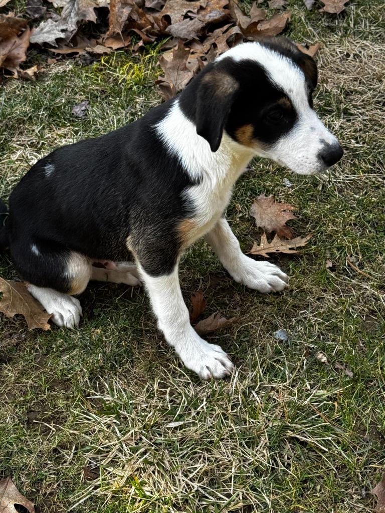 Enlarge Ollie Fuzz, a Adoptable Setter in Gorham, ME image 3/4