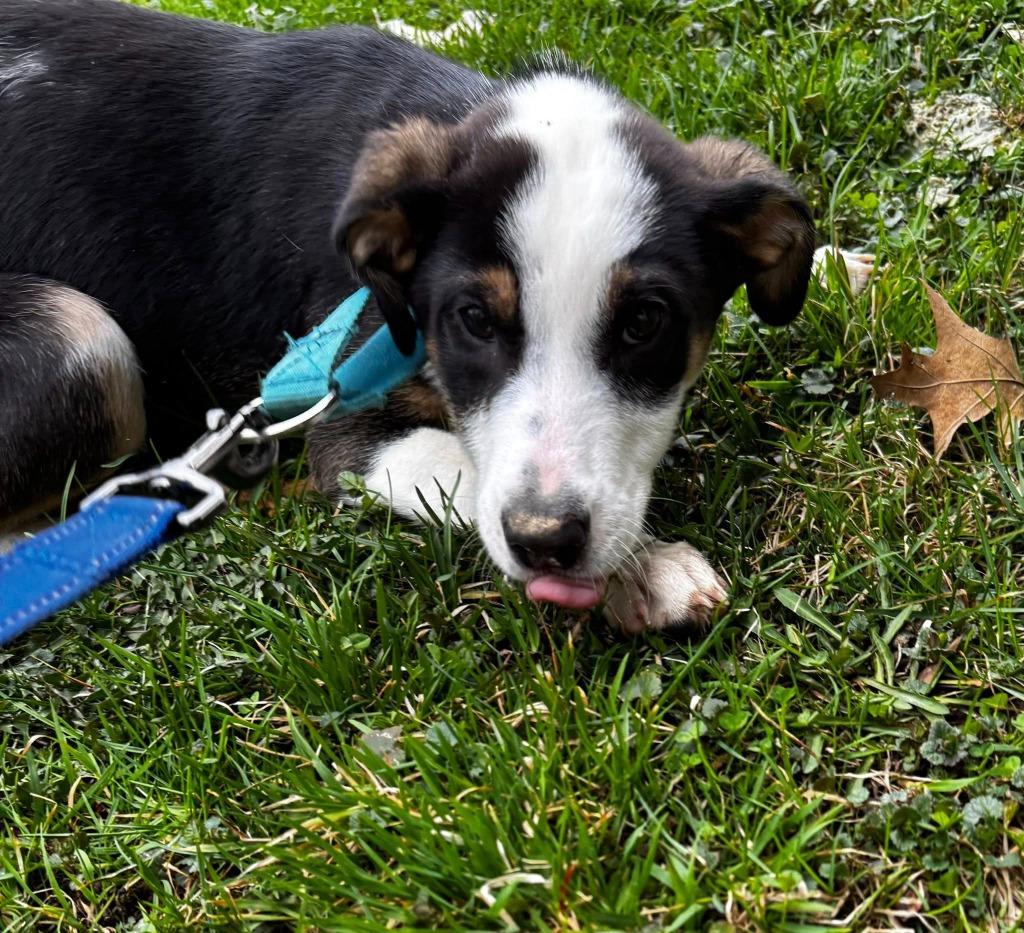Enlarge Ollie Fuzz, a Adoptable Setter in Gorham, ME image 4/4