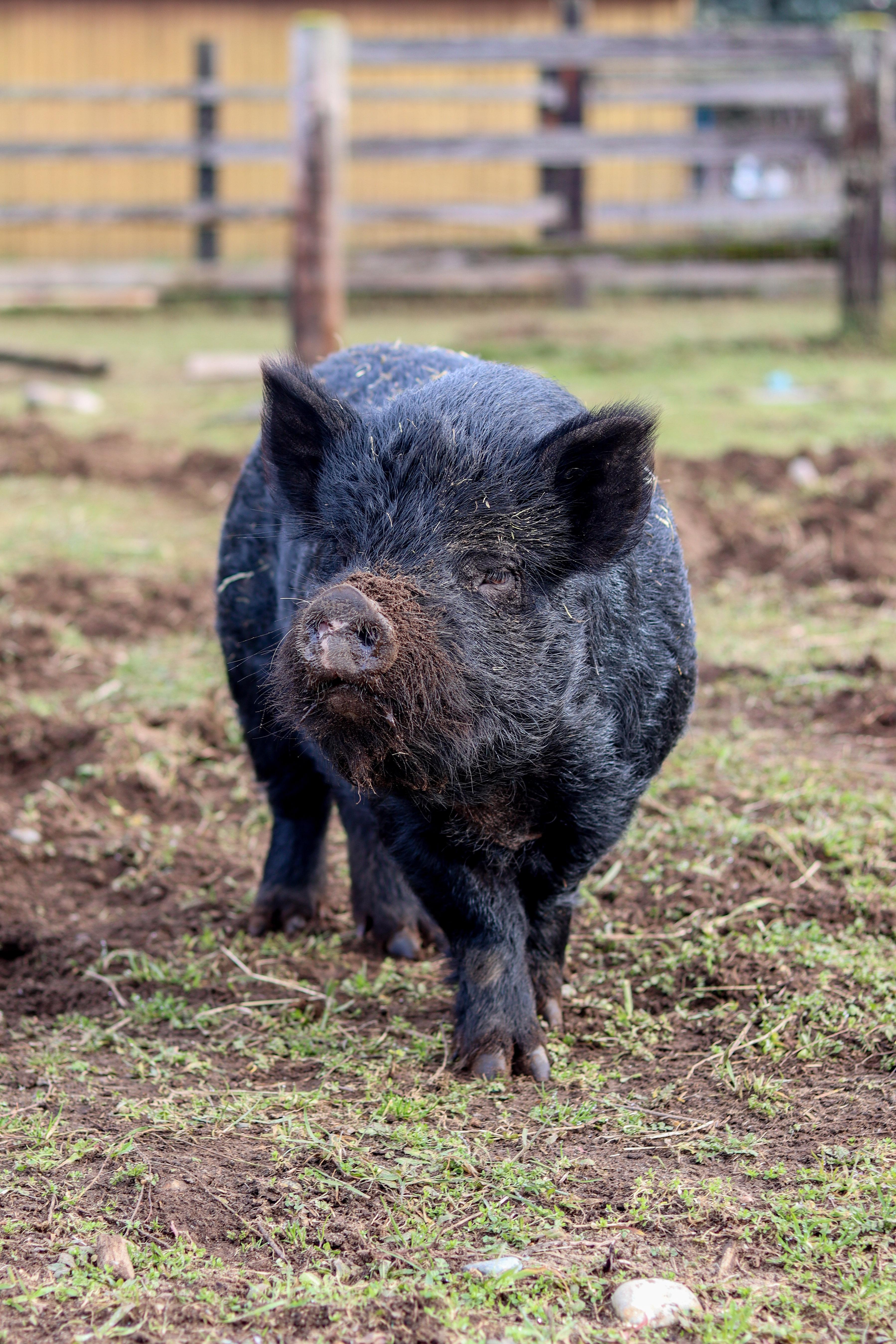 Enlarge George, an adopted Pot Bellied in Roy, WA image 1/1