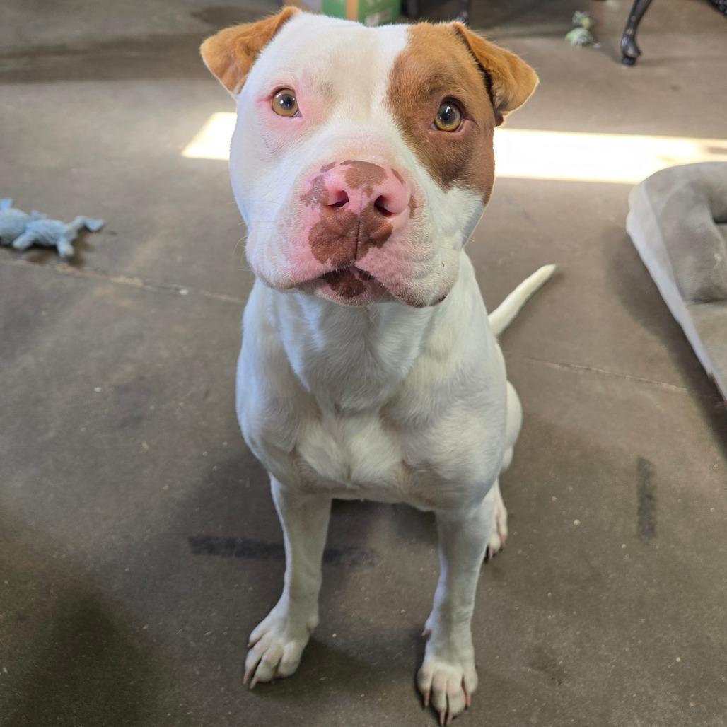 Enlarge Mortimer, a ADOPTABLE mixed breed in Graham, TX image 4/5