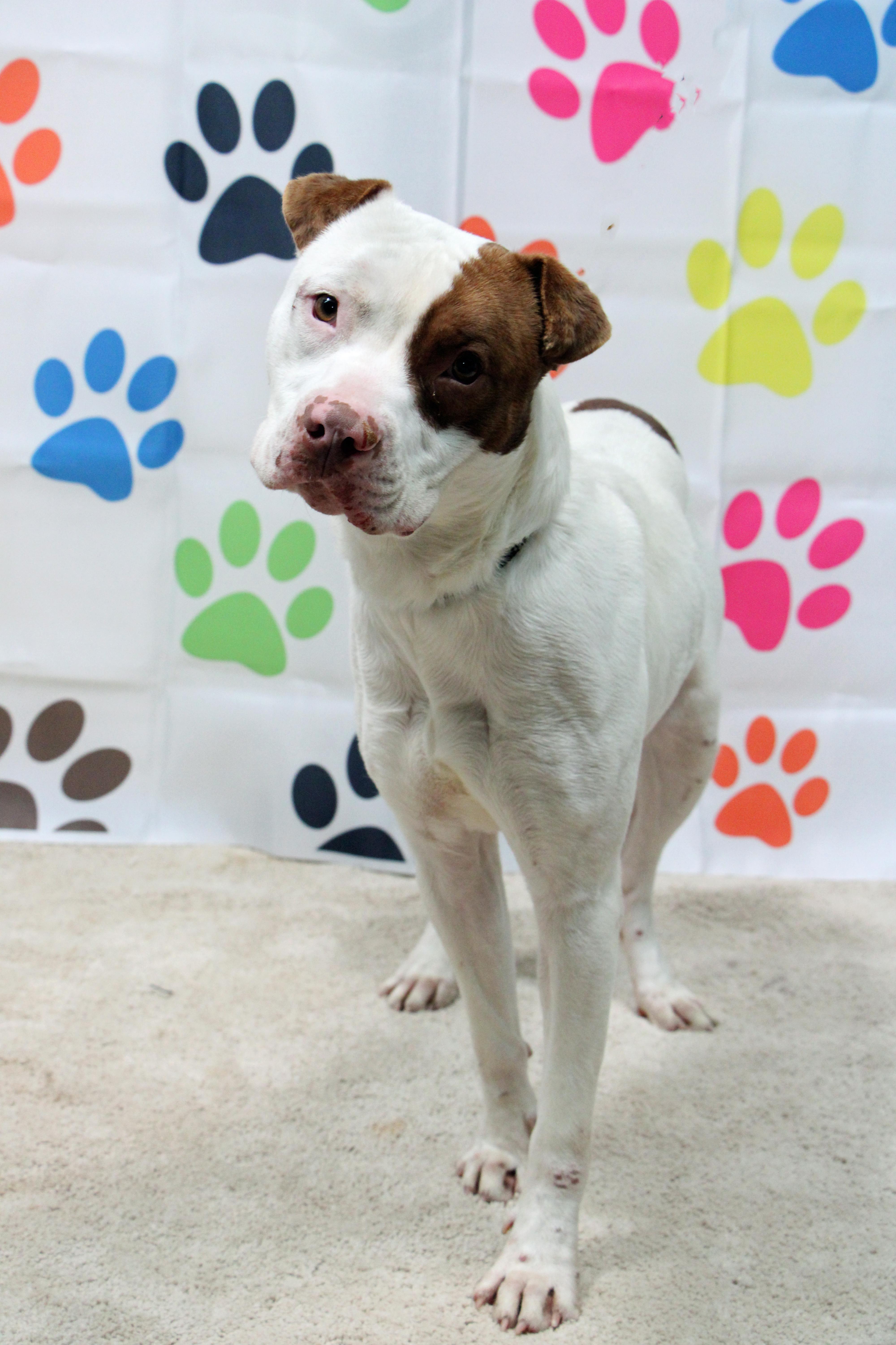 Mortimer, ADOPTABLE, Adult Male Pit Bull Terrier & Mixed Breed.