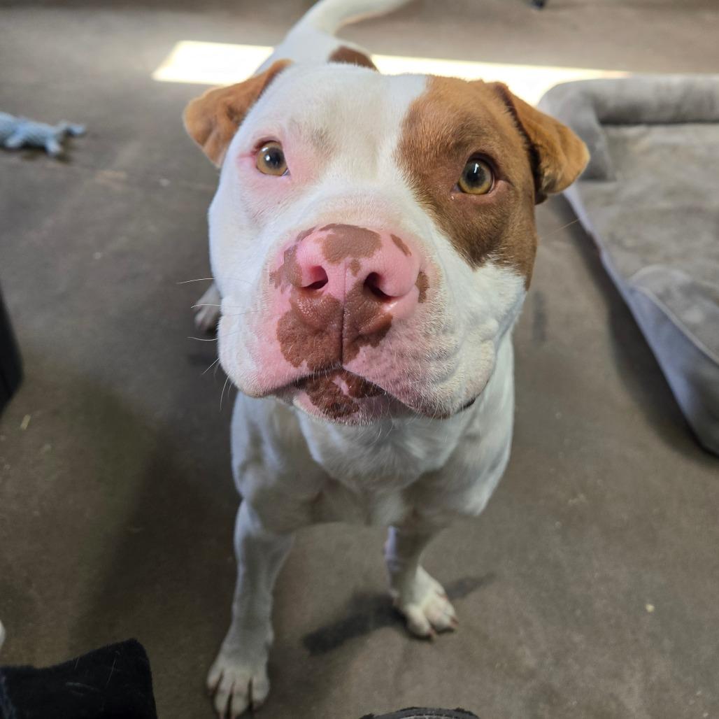 Enlarge Mortimer, a ADOPTABLE mixed breed in Graham, TX image 3/5