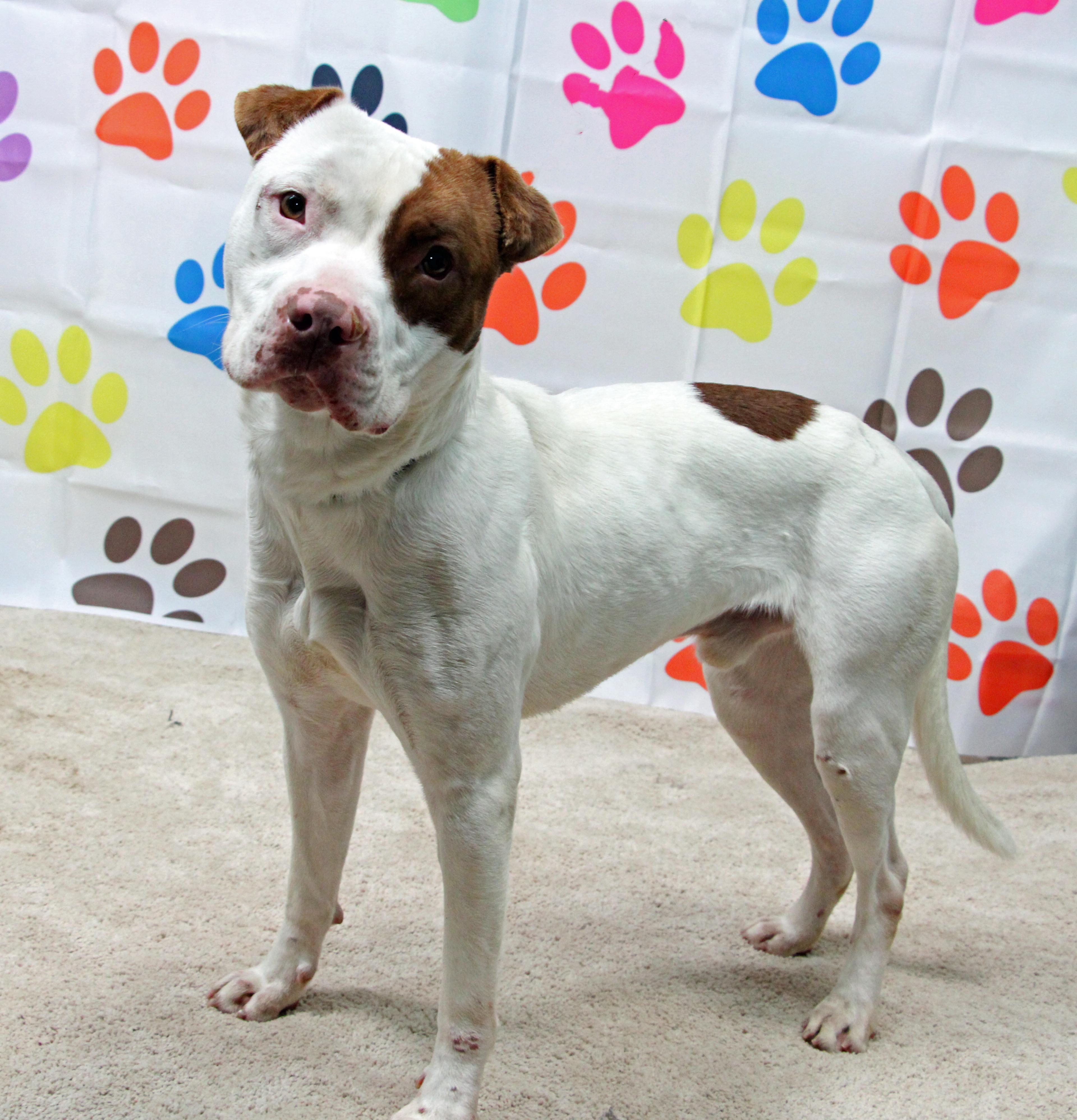 Enlarge Mortimer, a ADOPTABLE mixed breed in Graham, TX image 2/5