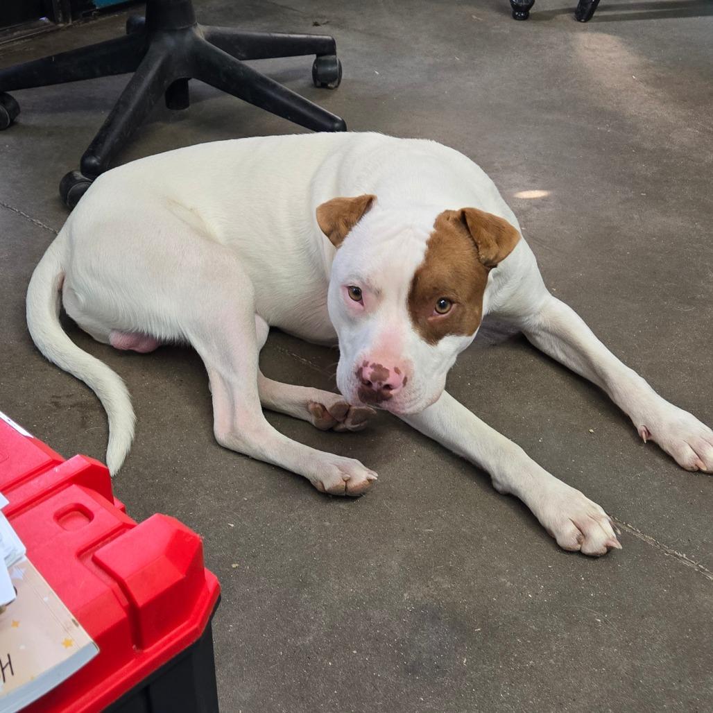 Enlarge Mortimer, a ADOPTABLE mixed breed in Graham, TX image 5/5