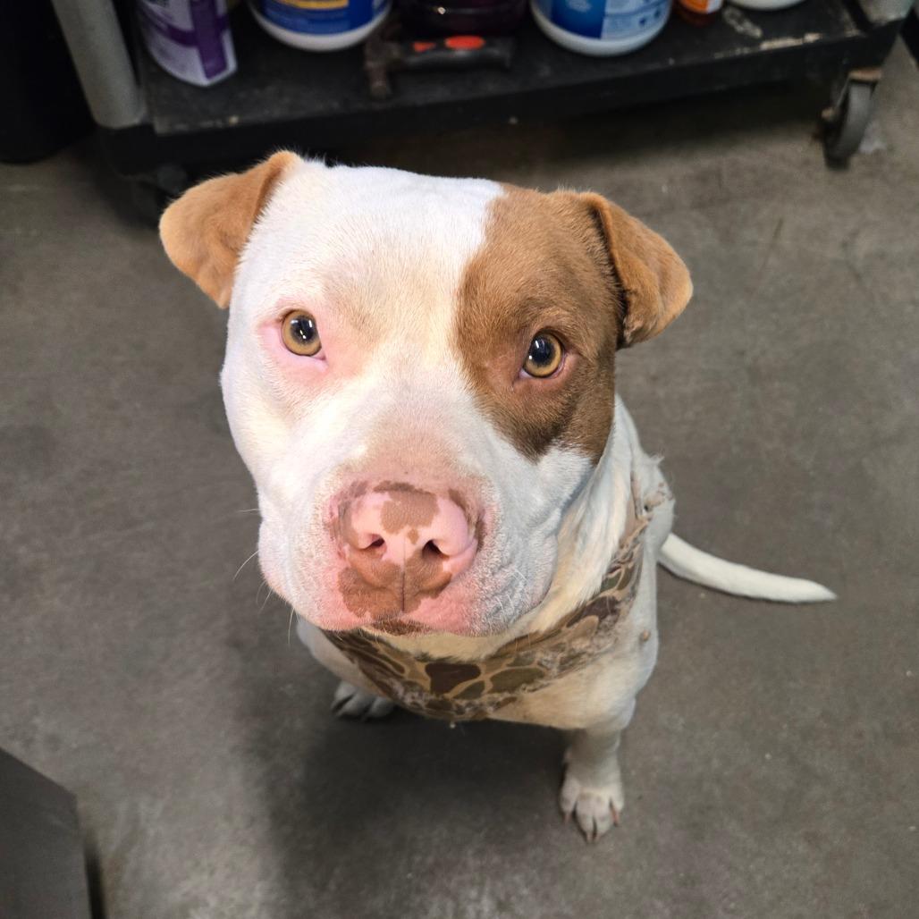 Mortimer — thumbnail 4