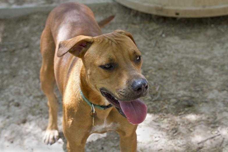 Chicory, Adoptable, Adult Female Labrador Retriever & Boxer.