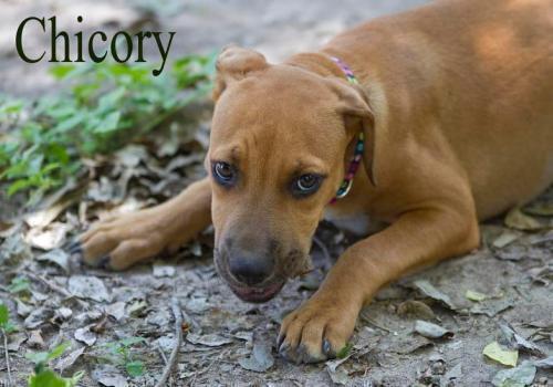 Enlarge Chicory, a Adoptable mixed breed in Mission, TX image 2/2