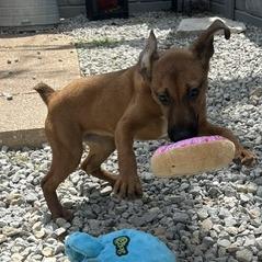 Enlarge Daisy, a Adoptable Beagle in St. Louis, MO image 2/6