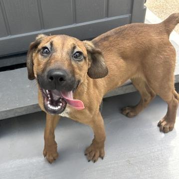 Daisy, Adoptable, Puppy Female Beagle.