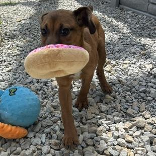Enlarge Daisy, a Adoptable Beagle in St. Louis, MO image 3/6