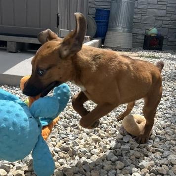 Enlarge Daisy, a Adoptable Beagle in St. Louis, MO image 4/6