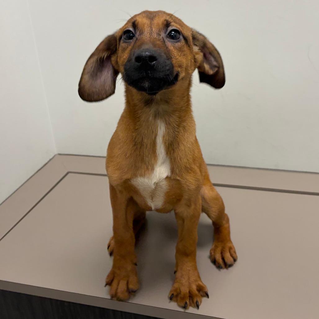 Enlarge Daisy, a Adoptable Beagle in St. Louis, MO image 1/1