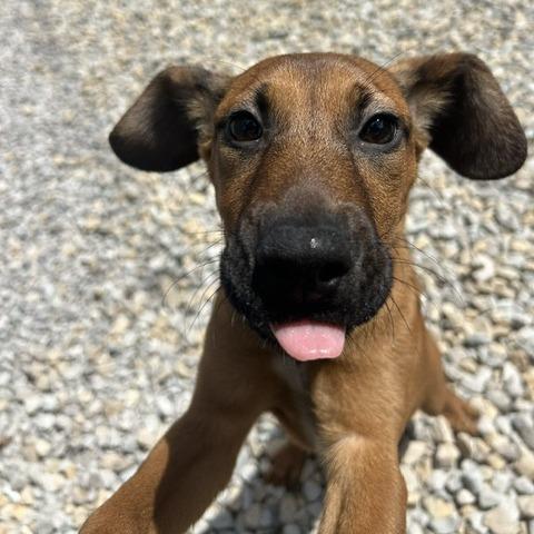 Enlarge Daisy, a Adoptable Beagle in St. Louis, MO image 6/6