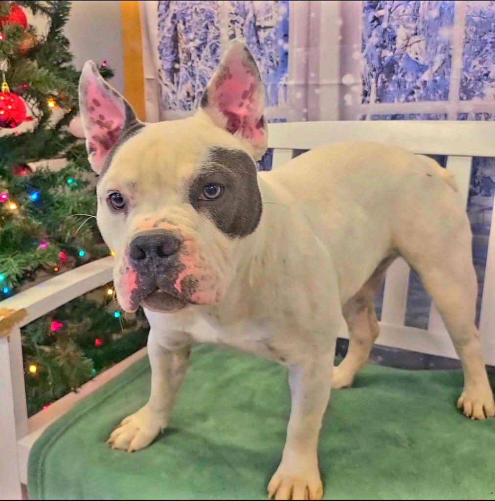 Enlarge Matilda Yrly 477, a Adoptable mixed breed in Sidney, OH image 1/6