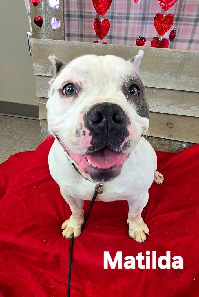 Enlarge Matilda Yrly 477, a Adoptable mixed breed in Sidney, OH image 2/6