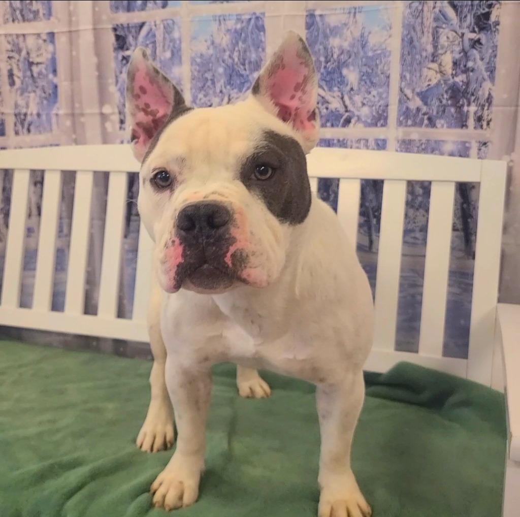 Enlarge Matilda Yrly 477, a Adoptable mixed breed in Sidney, OH image 4/5