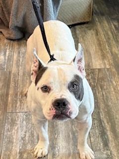 Enlarge Matilda Yrly 477, a Adoptable mixed breed in Sidney, OH image 4/6