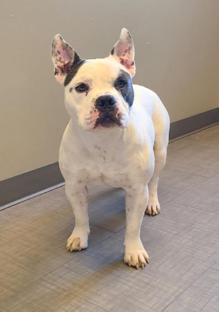 Enlarge Matilda Yrly 477, a Adoptable mixed breed in Sidney, OH image 5/6