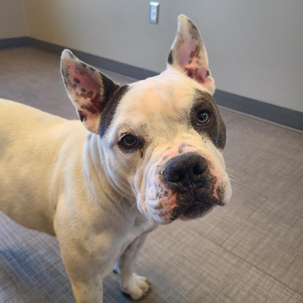 Enlarge Matilda Yrly 477, a Adoptable mixed breed in Sidney, OH image 6/6