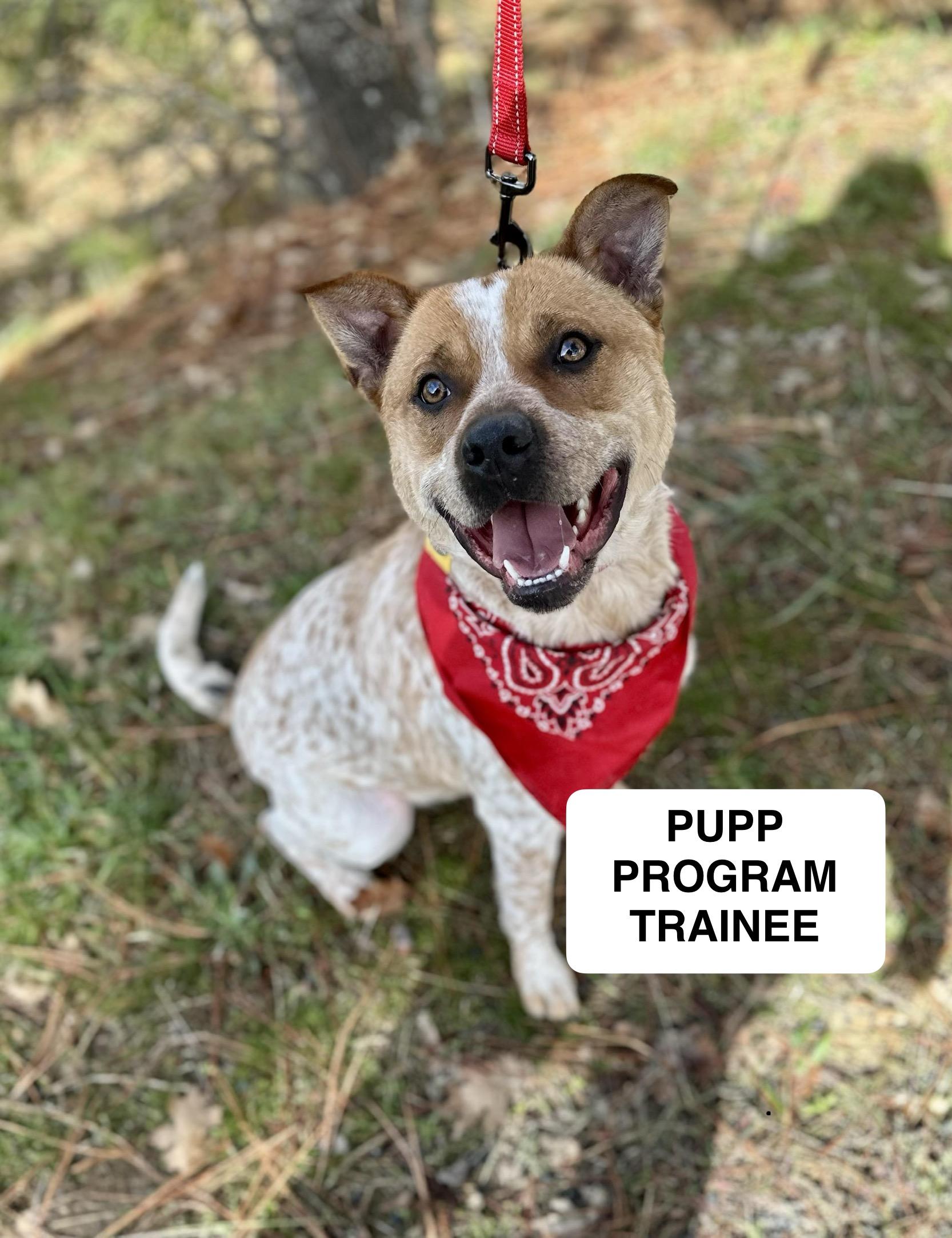 Kenny 0125, Adoptable, Adult Male Australian Cattle Dog / Blue Heeler.