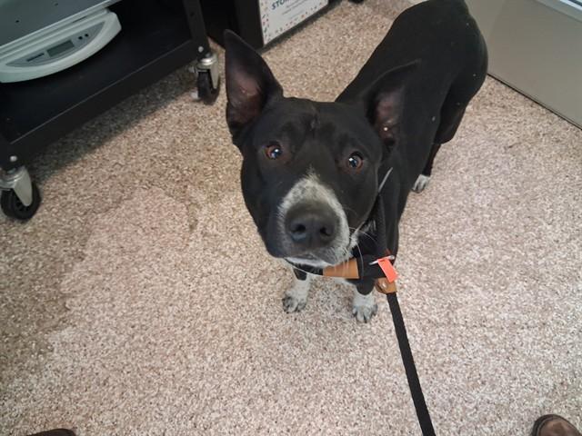 AUSTIN, Adoptable, Young Male Australian Cattle Dog / Blue Heeler.