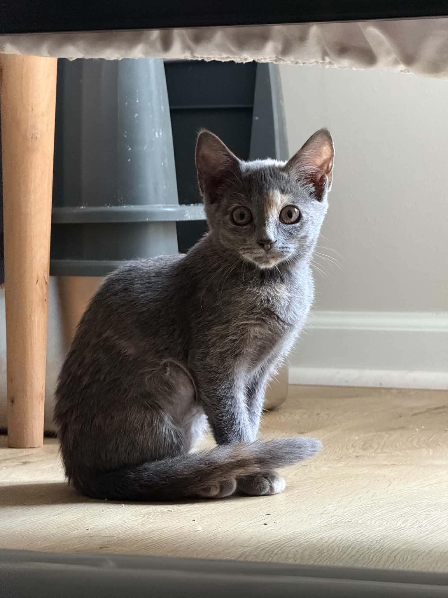 Amelia, Adopted, Kitten Female Dilute Calico.